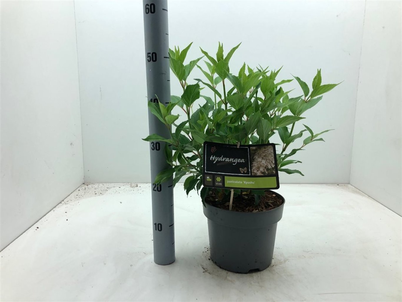 Hydrangea pan. 'Kyushu' - C4